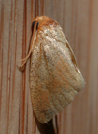 Early Button Slug Early Button Slug
